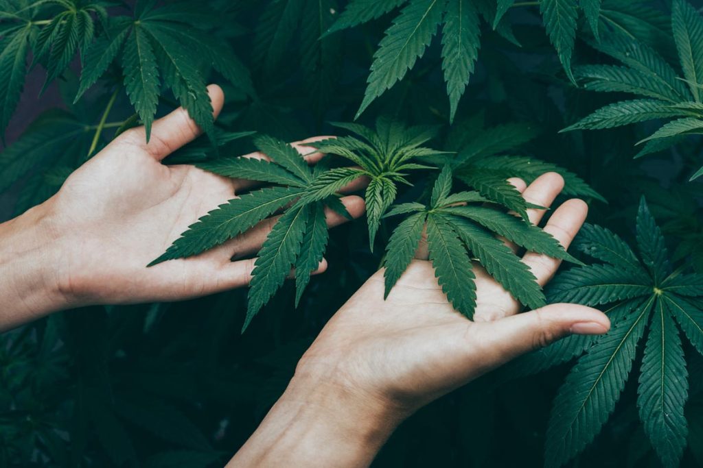 meilleur cbd