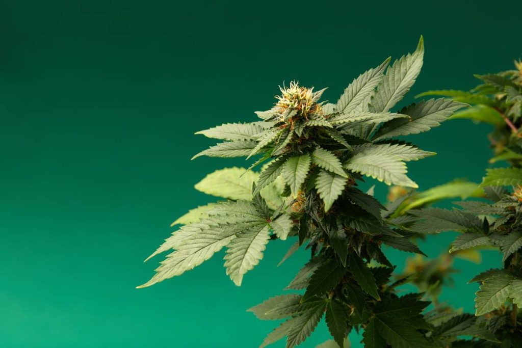 cbd